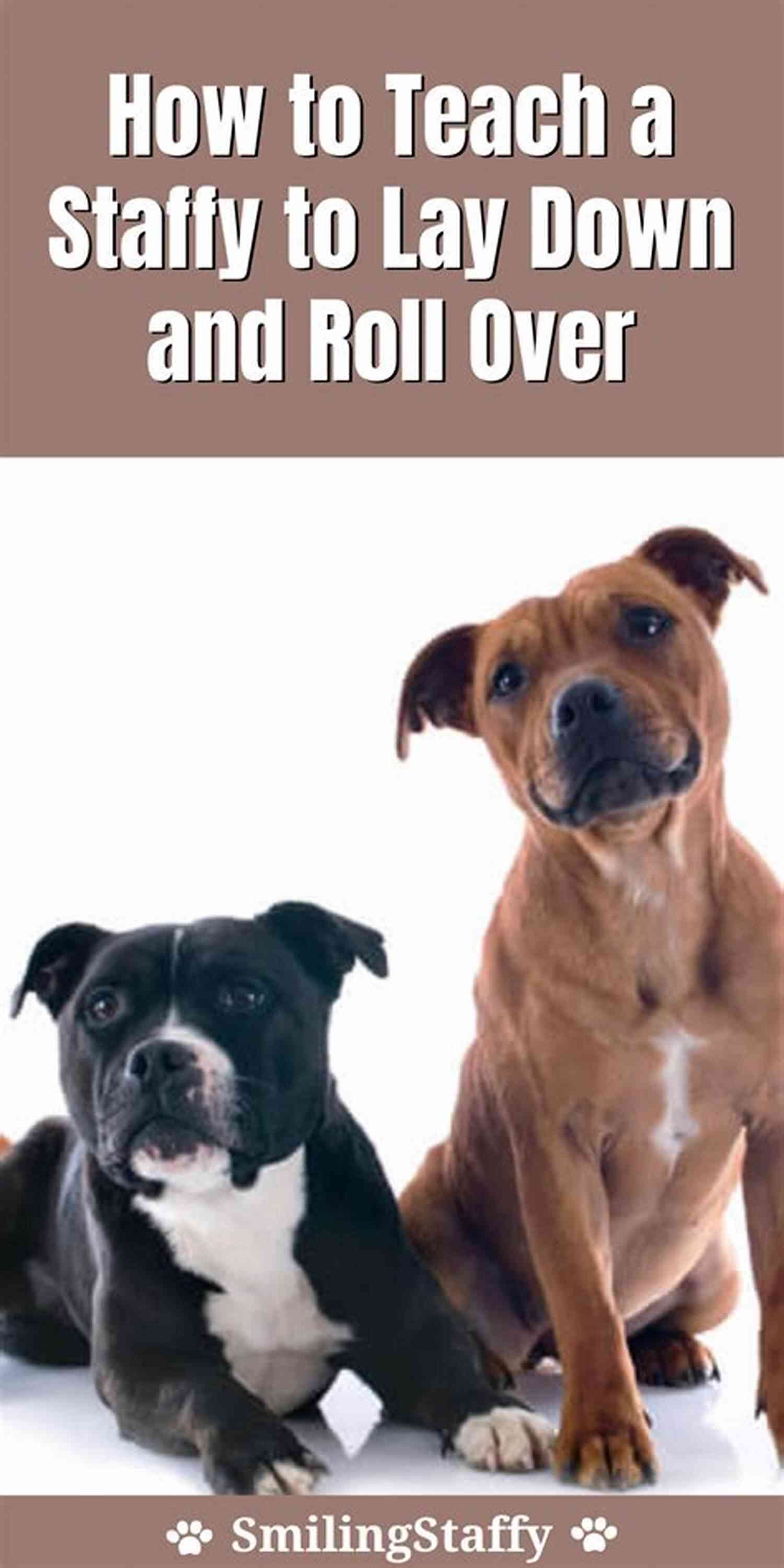A Bull Terrier Learning New Tricks During Training Bull Terriers Dog Handbook : The Best Guide On Bull Terriers Dog Care Feeding Behavior Enclosures Health Costs Myths Interaction And All Covered
