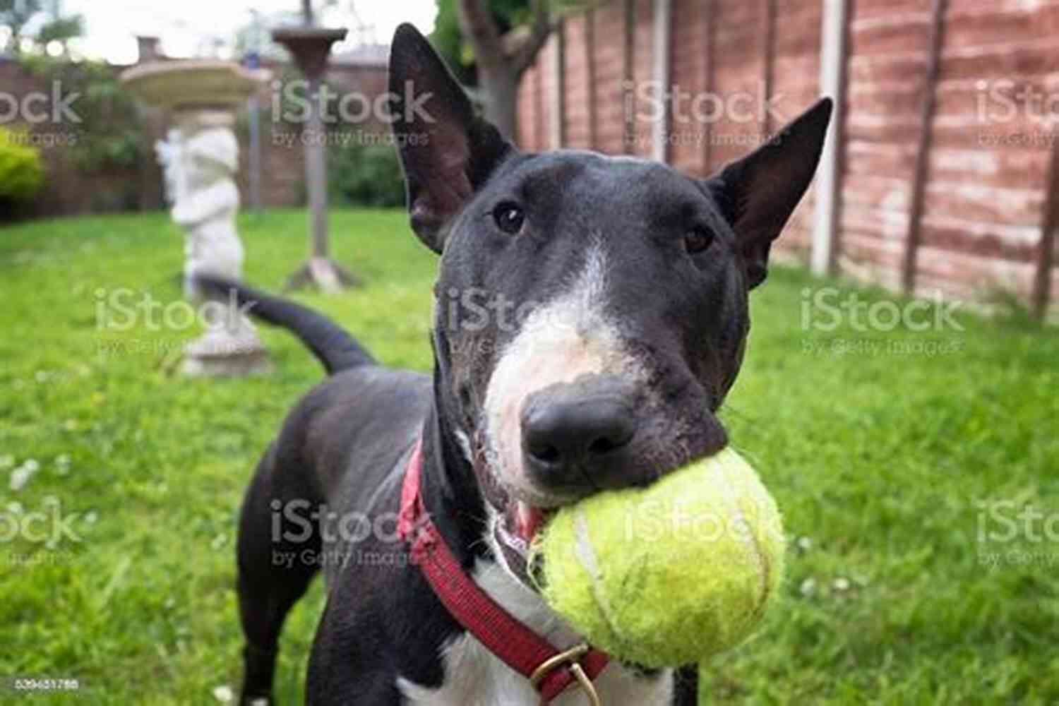 A Bull Terrier Playing Fetch At The Park Bull Terriers Dog Handbook : The Best Guide On Bull Terriers Dog Care Feeding Behavior Enclosures Health Costs Myths Interaction And All Covered