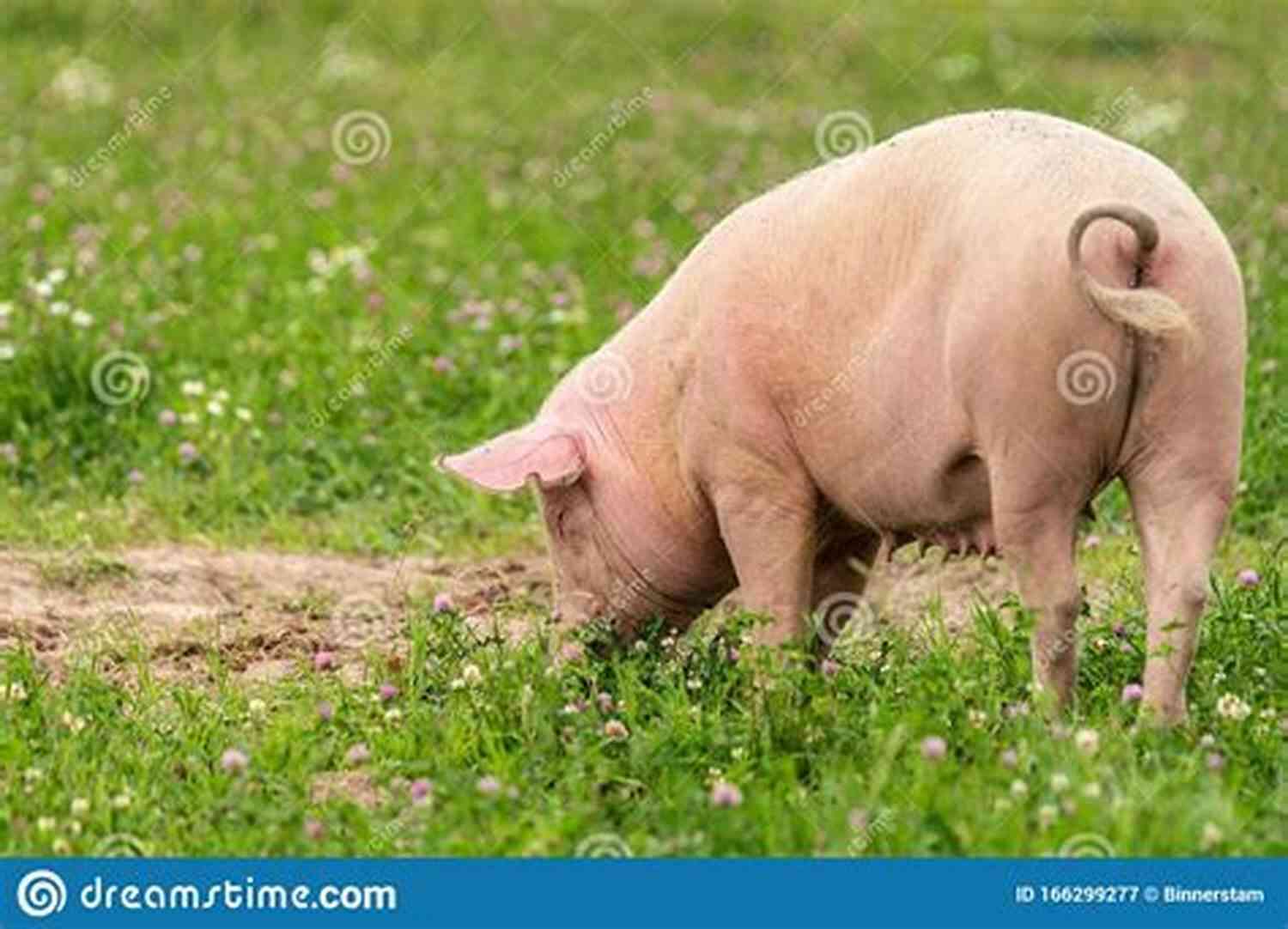 A Beautiful Large White Pig Grazing In A Lush Green Field The Ultimate Guide To Training Large White Pigs: The Step By Step Guide To Breeding Caring And Raising Large White Pigs Plus Large White Pig Food Care And Health Instructions