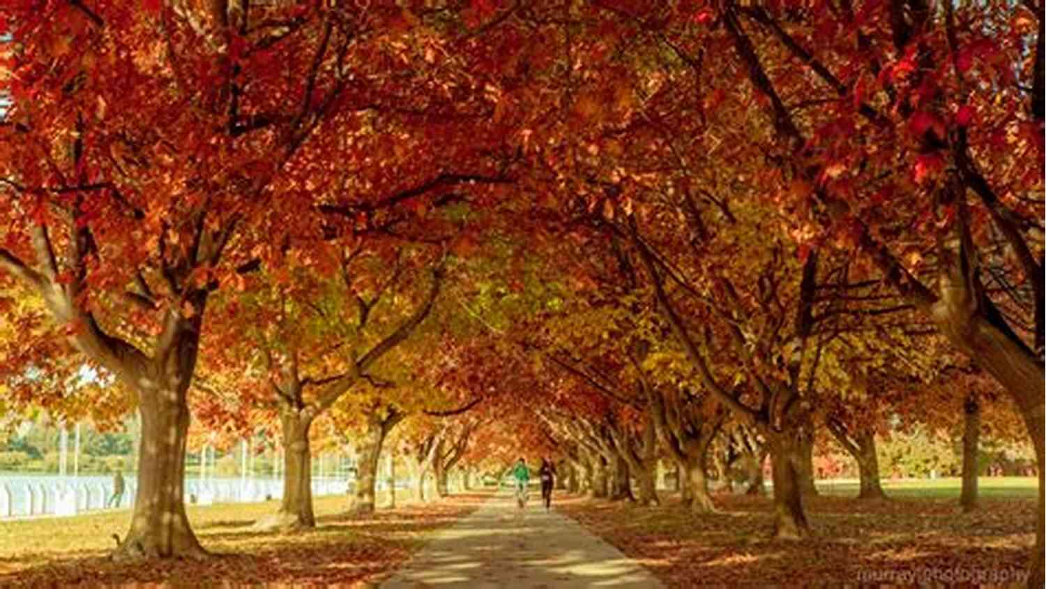 A Mesmerizing View Of Fall Foliage With Vibrant Red, Orange, And Yellow Leaves Covering The Trees FALL FOLIAGE CAPTURE AMAZING AUTUMN COLORS