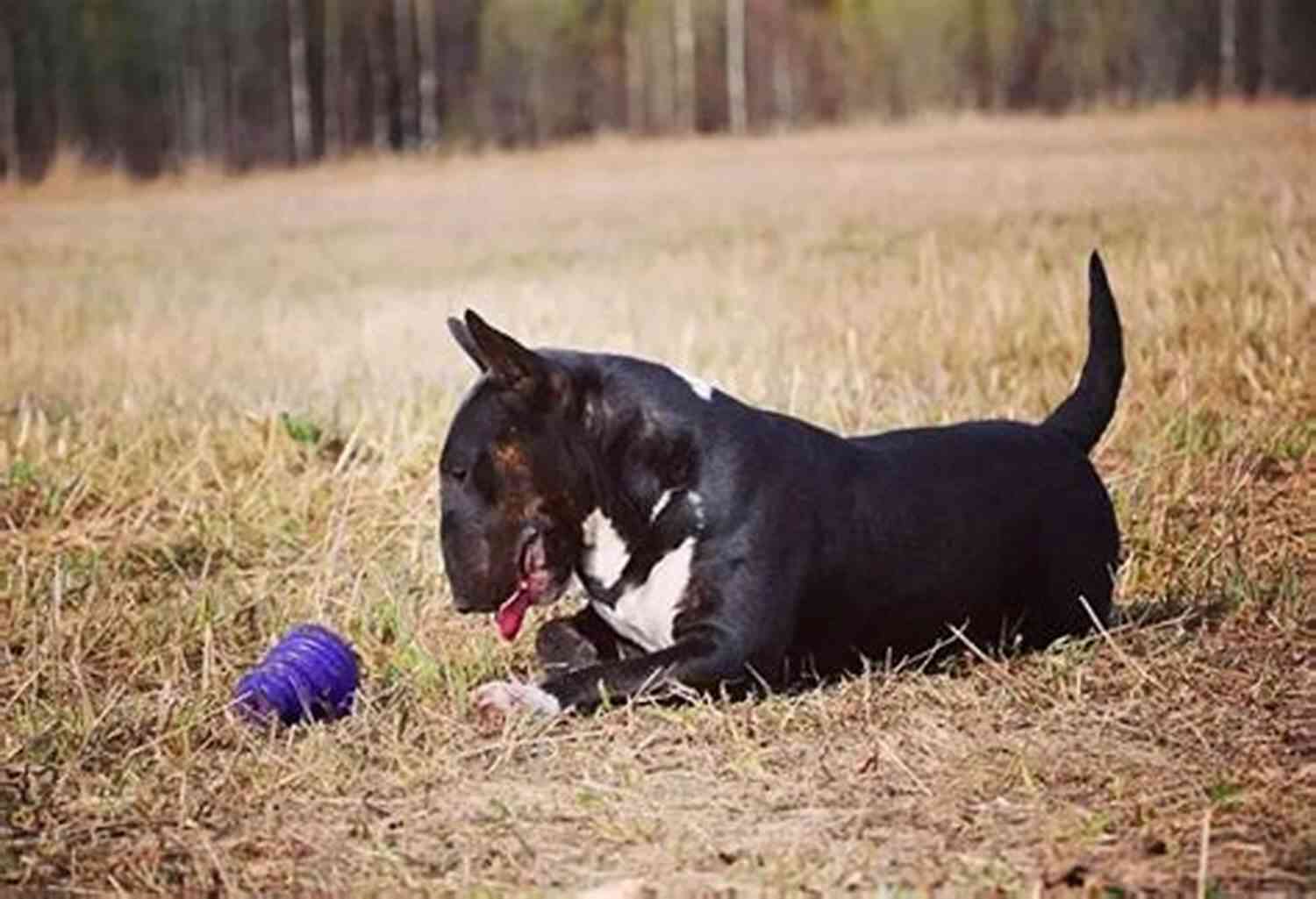 A Playful Bull Terrier Enjoying The Outdoors Bull Terriers Dog Handbook : The Best Guide On Bull Terriers Dog Care Feeding Behavior Enclosures Health Costs Myths Interaction And All Covered