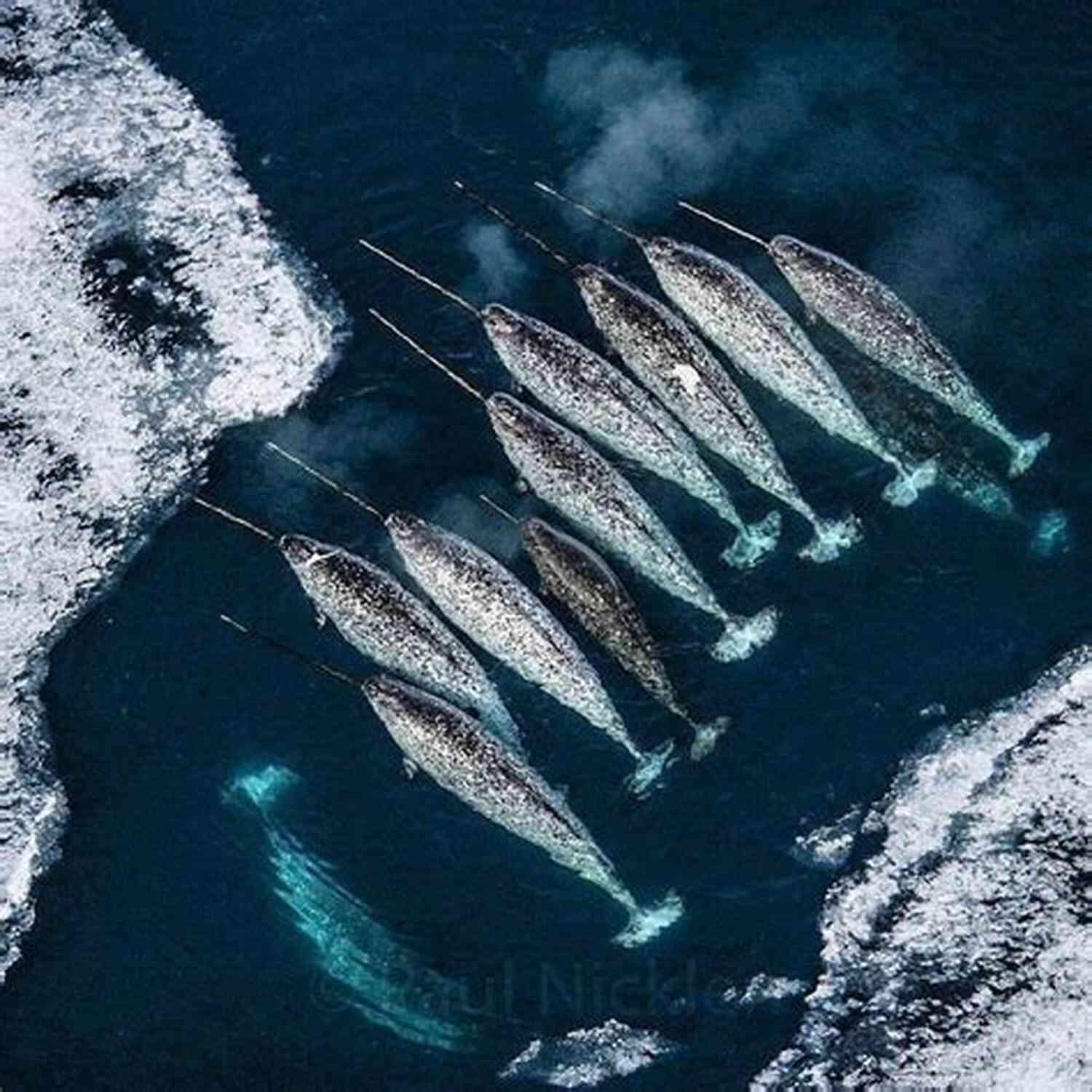 A Pod Of Narwhals Swimming In The Arctic Waters Little Narwhal S Day: A Secret Creatures