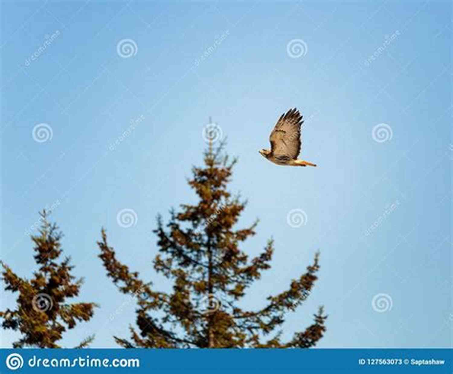 An Image Of A Hawk In Flight Against A Backdrop Of The Akron Skyline Hawk Parable (Akron In Poetry)