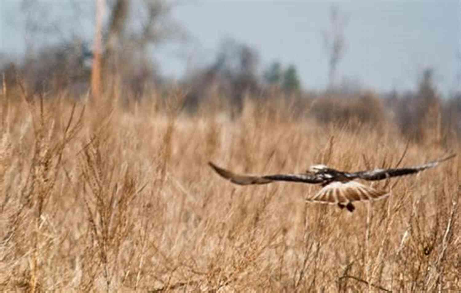 An Image Of A Hawk Soaring Above A Field Of Blooming Flowers In Akron Hawk Parable (Akron In Poetry)