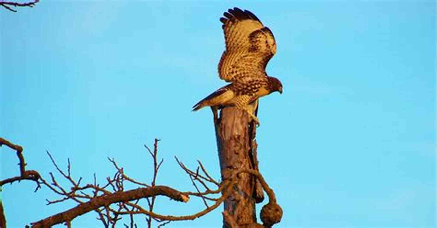 An Image Of Majestic Hawk Spreading Its Wings High Above The City Of Akron Hawk Parable (Akron In Poetry)