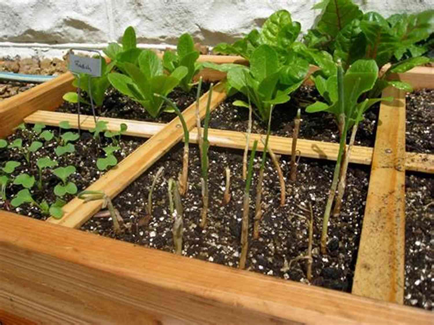 Beautiful Square Foot Garden Filled With Vibrant Vegetables Planning A Square Foot Garden: Grow More In Less Space (Gardening Homestead 2)
