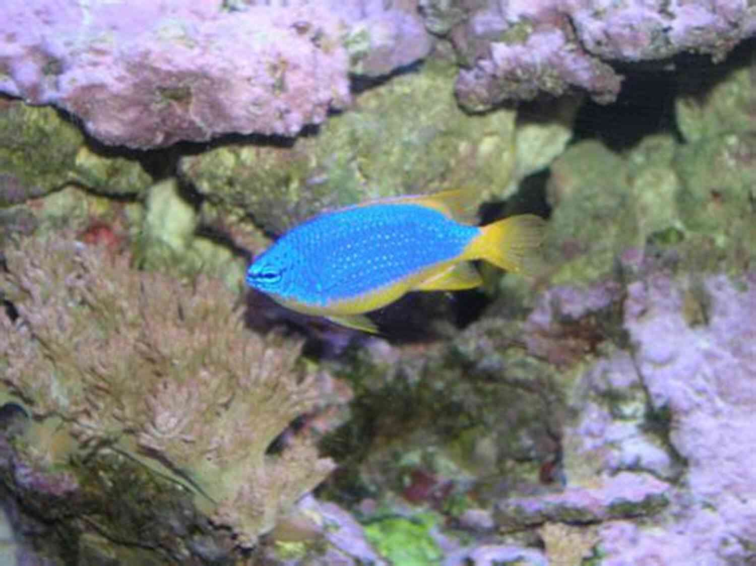 Blaze Of Glory Damsels Elegantly Swimming In A Reef Aquarium Blaze Of Glory #2 Damsels To Die For: An Action Adventure Adult Western