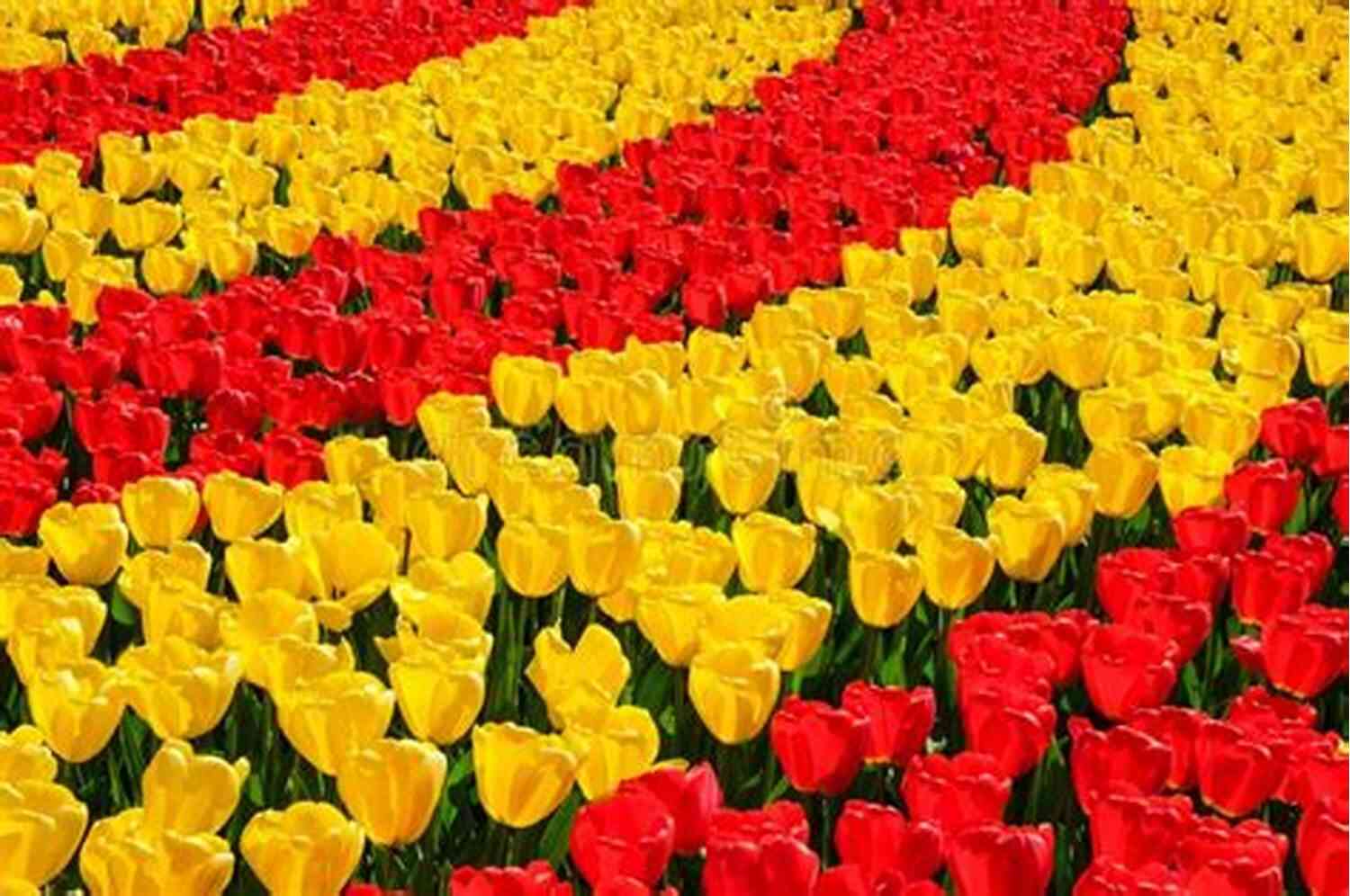 Blooming Tulips Vibrant Red And Yellow Tulips In A Garden Easter Love: Haiku Elaine Equi