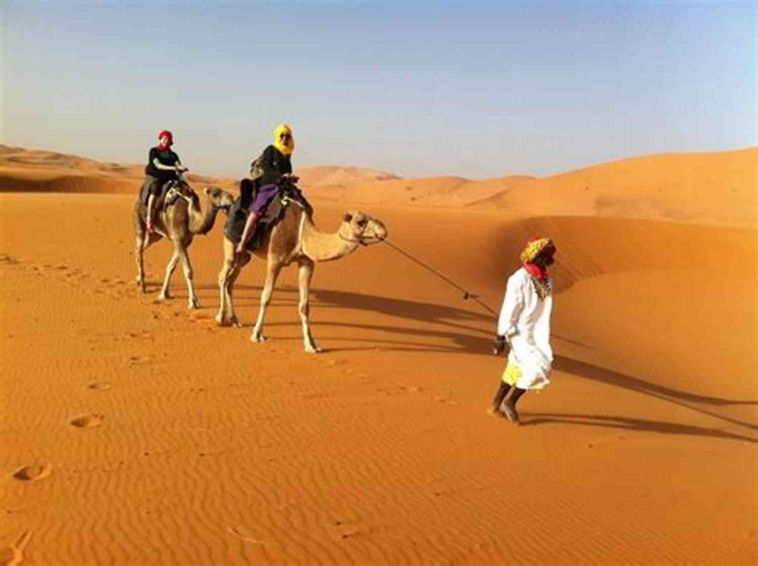 Camels Trekking Through The Sahara Desert Lost In Morocco : Journey Into The Unknown