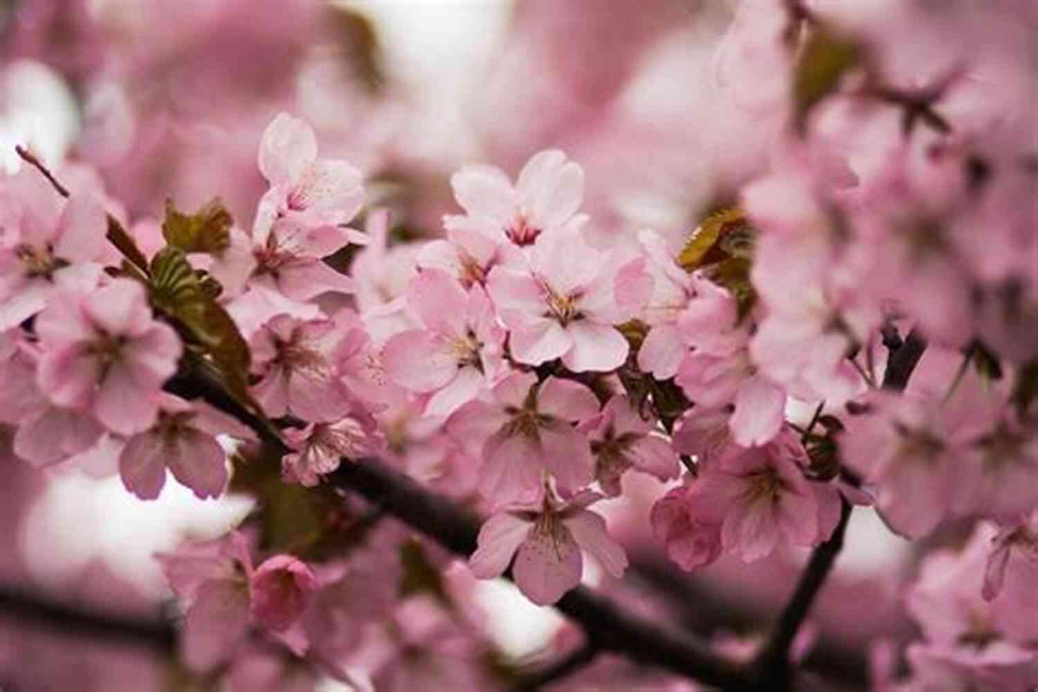 Cherry Blossoms Pink Blossoms On A Cherry Tree Easter Love: Haiku Elaine Equi