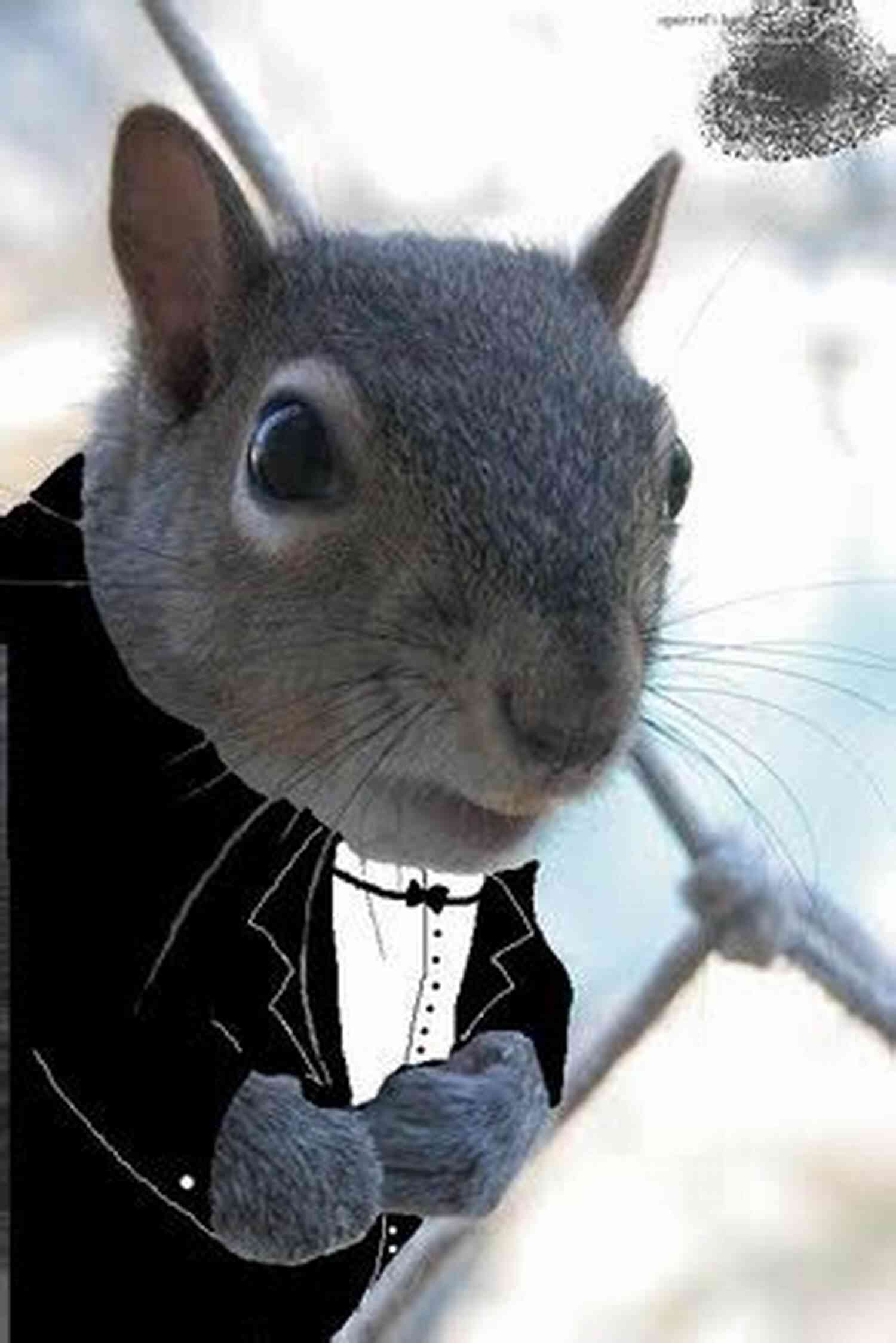Chuckling Penguin: The Funniest Tuxedo Clad Creature On The Planet! Silliest Animals A Laugh Out Loud Picture For Kids