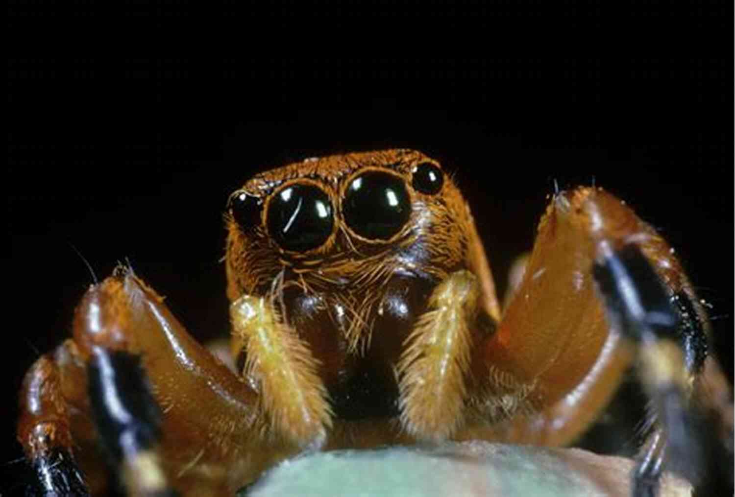 Close Up Shot Of A Fascinating Spider In Its Natural Habitat So I M A Spider So What? #56 1