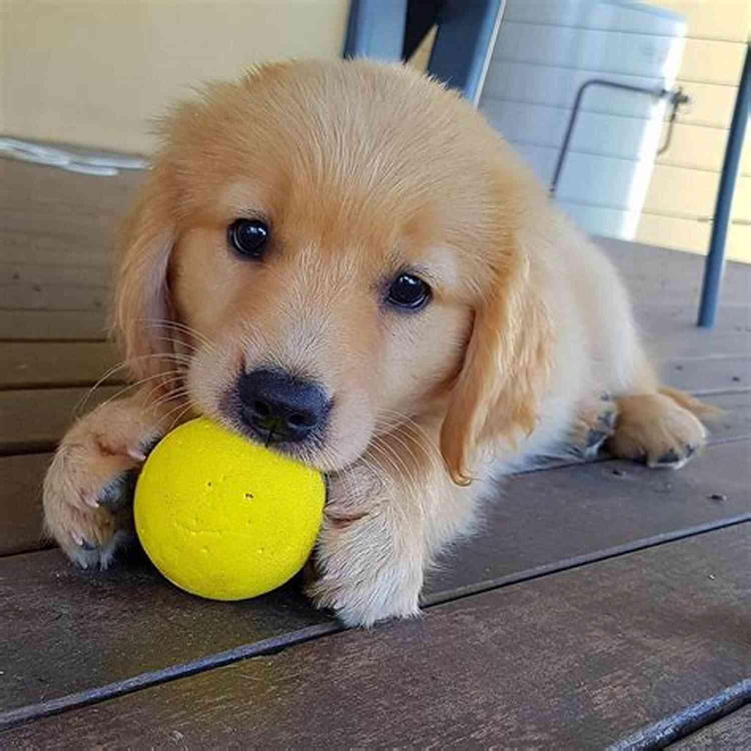Cute Golden Retriever Puppy Playing With A Ball Cute Animals For Children: The Most Cutest Animals In The World Children S Photo (Cute Animals Cute Cats Cute Dogs Photo Children S Photo Book)