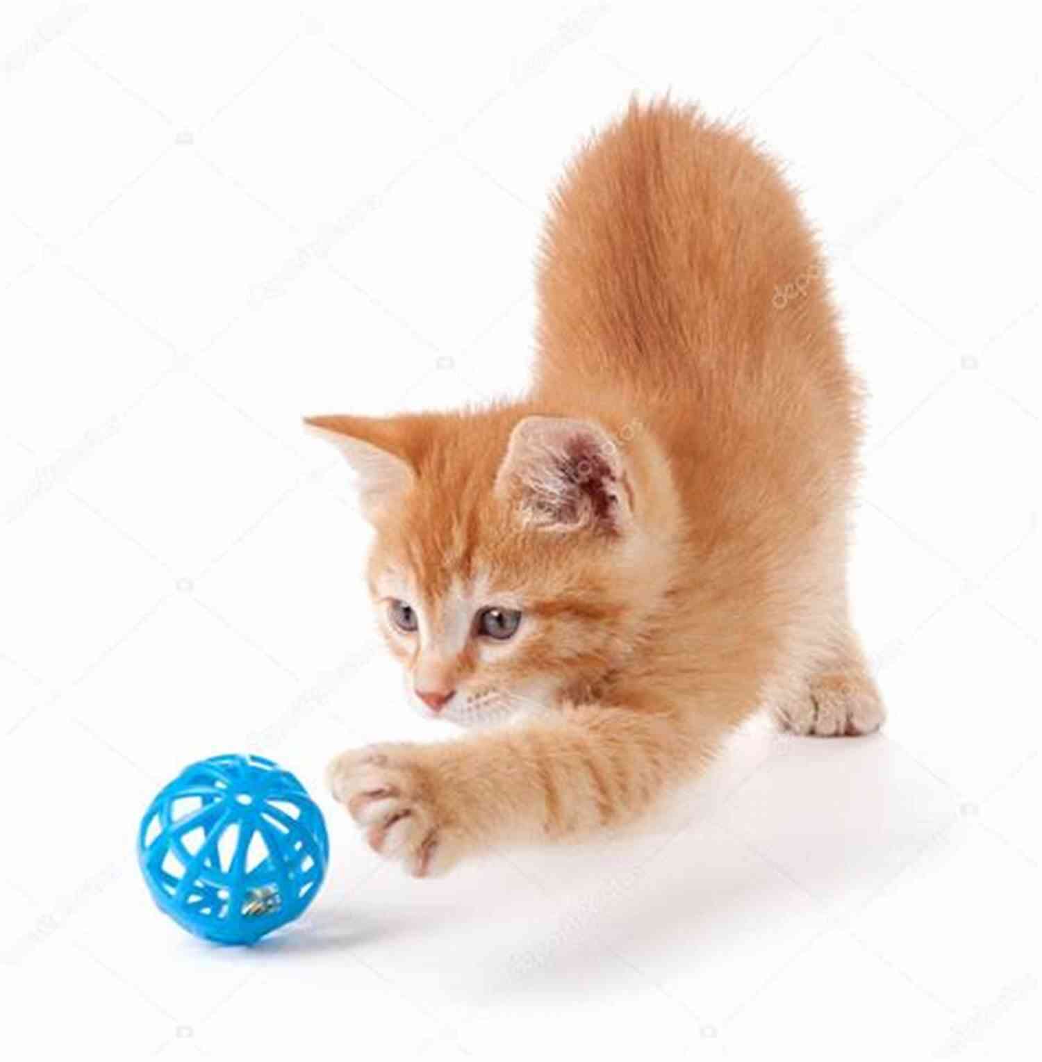 Cute Orange Tabby Kitten Playing With A Toy Cute Animals For Children: The Most Cutest Animals In The World Children S Photo (Cute Animals Cute Cats Cute Dogs Photo Children S Photo Book)