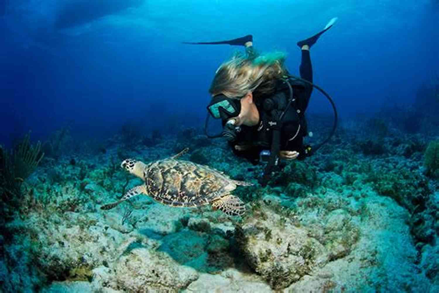Diving In The Caribbean: Discover A Vibrant Underwater World Filled With Colorful Coral Reefs And Tropical Fish. The Trip Of A Lifetime (Caribbean 5)