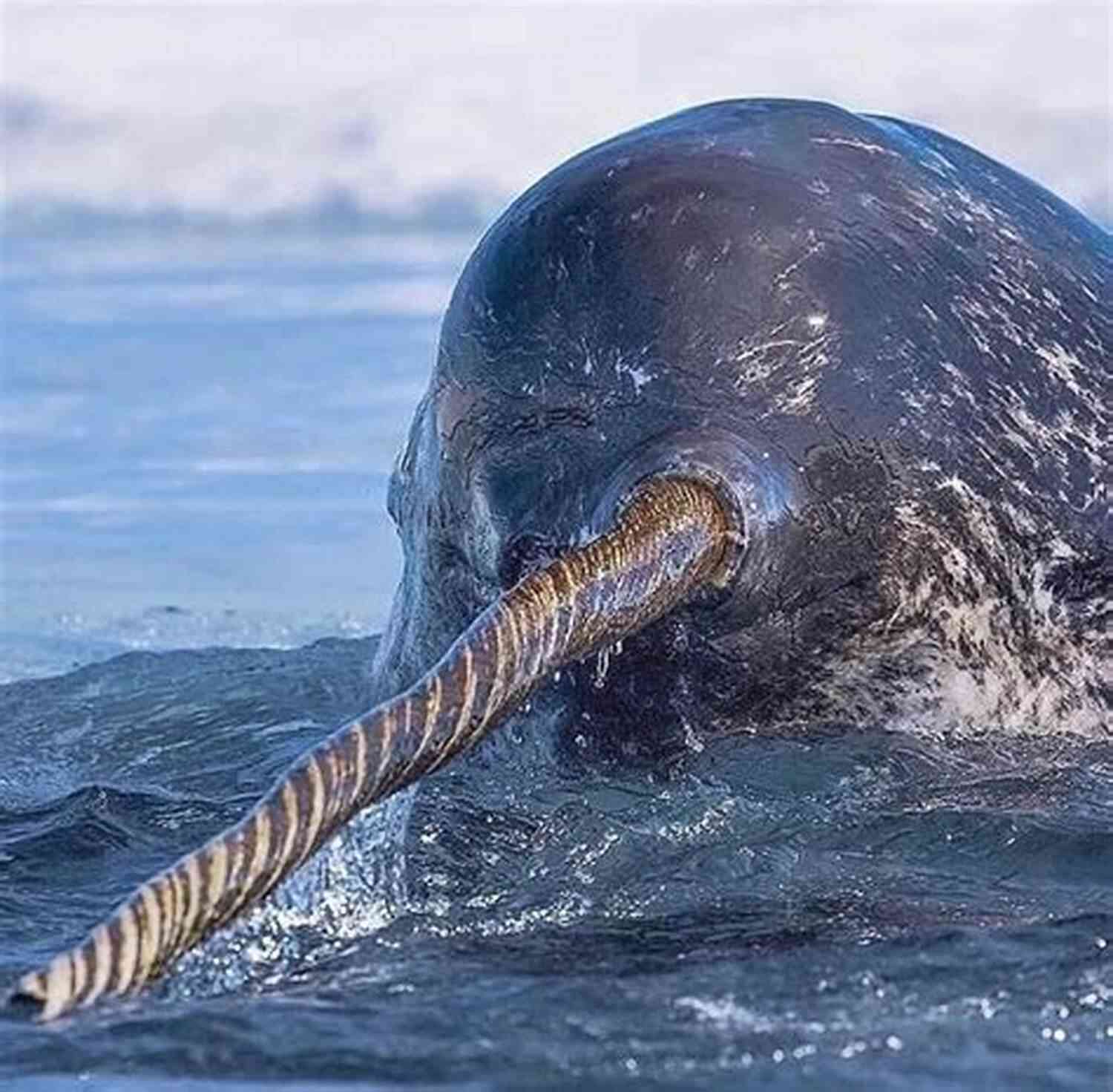 Long Spiral Tusk Of A Narwhal Little Narwhal S Day: A Secret Creatures