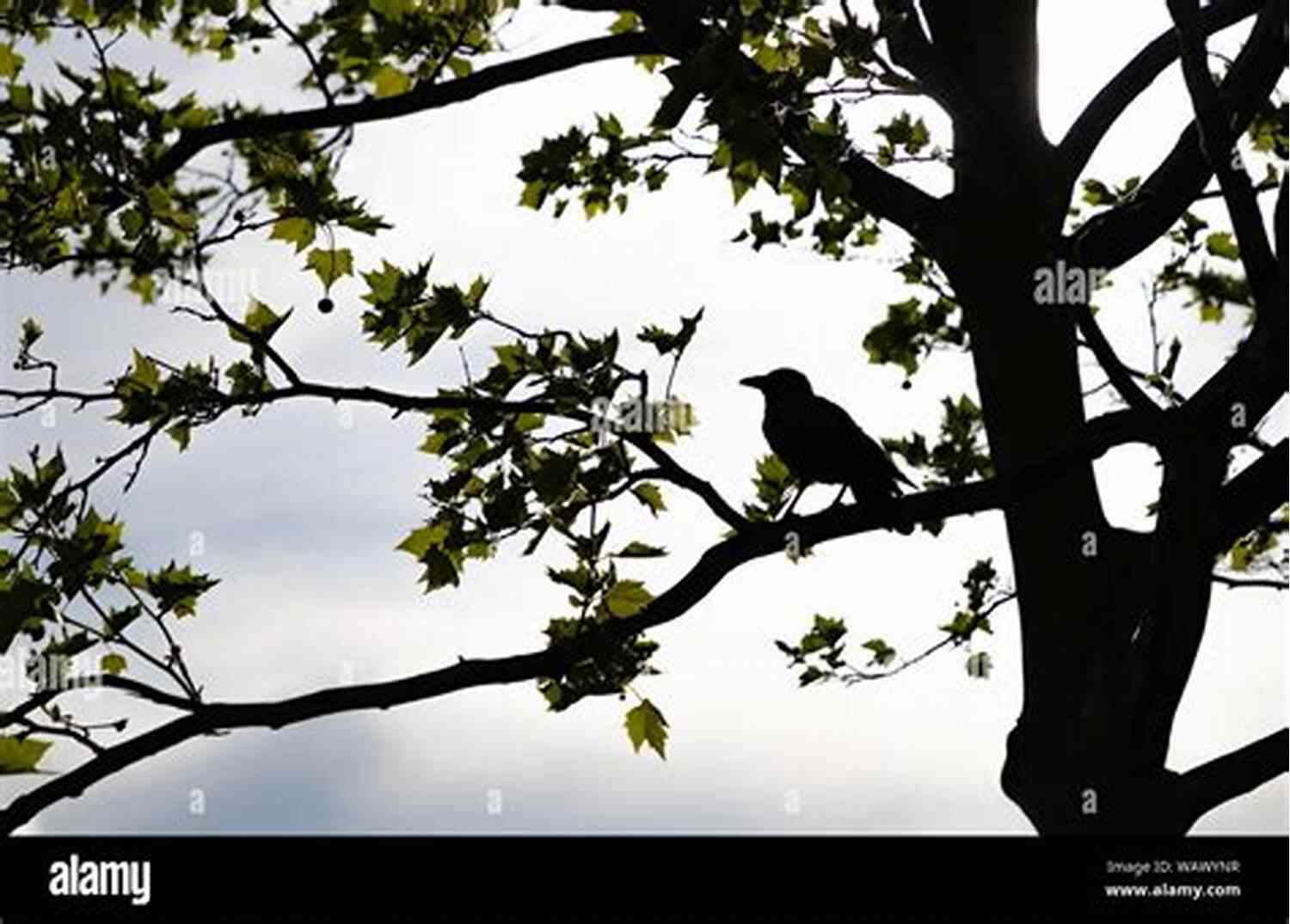 Mysterious Silhouette Of A Raven Perched On A Tree Branch During The Golden Hour The Raven And The Rush: A Standalone Forbidden Love Fantasy Romance (The Of All Things)