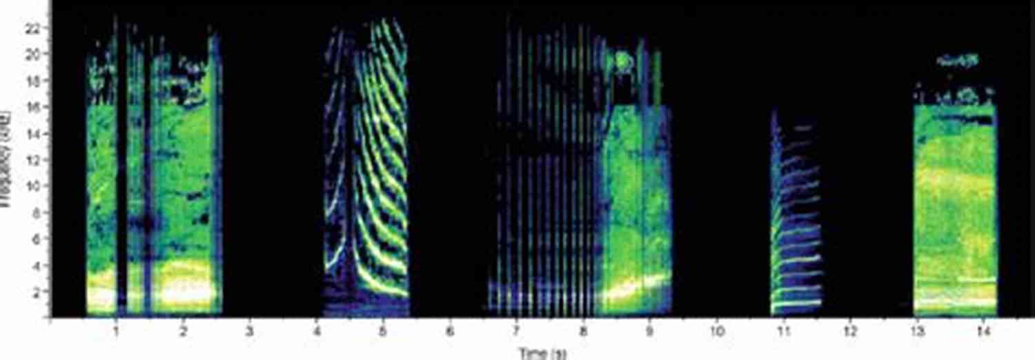 Spectrogram Of Narwhal Vocalizations Little Narwhal S Day: A Secret Creatures