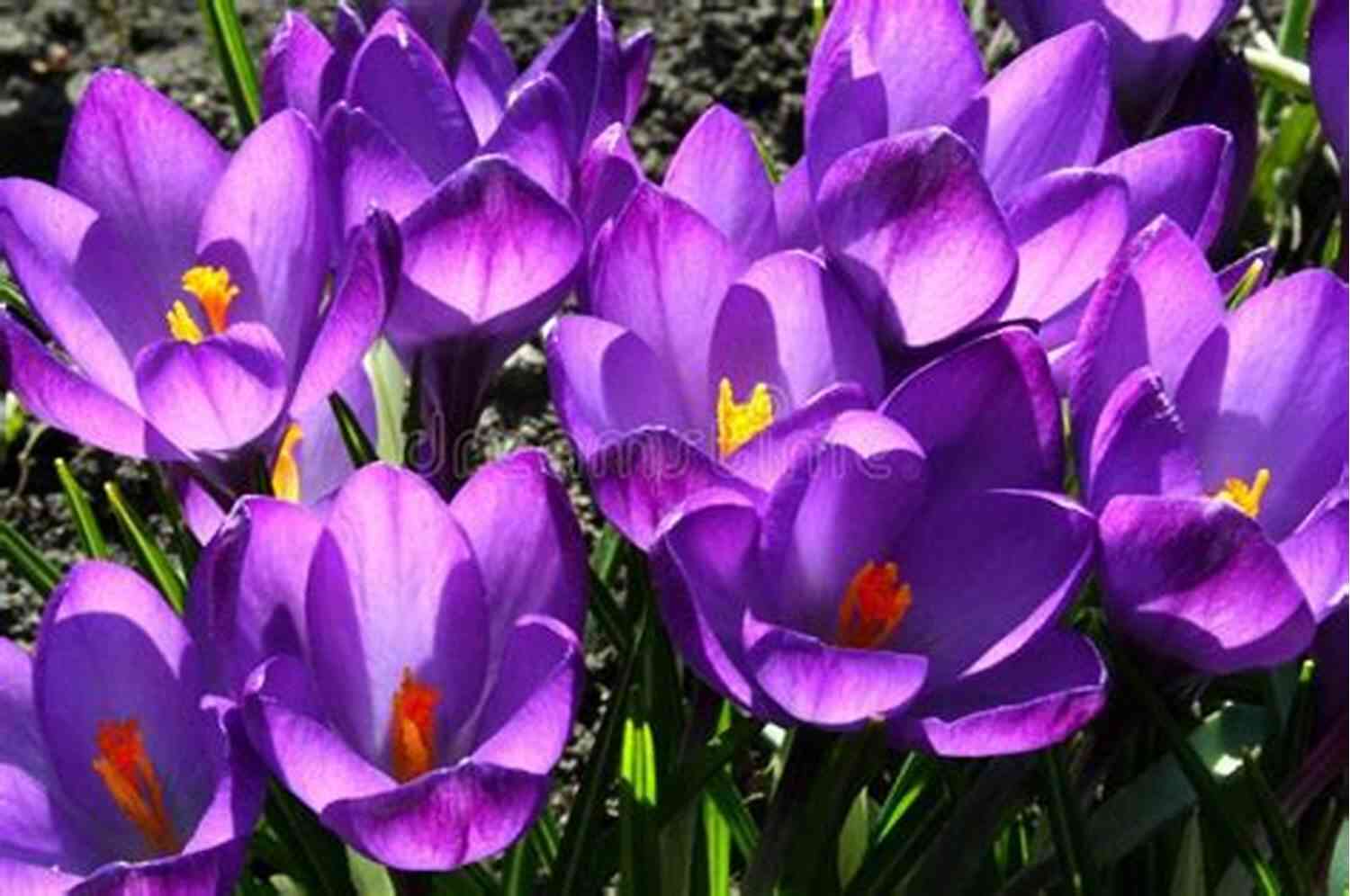 Vibrant Purple Crocuses Blooming In A Garden Crocuses Crocus: Haiku William Blake